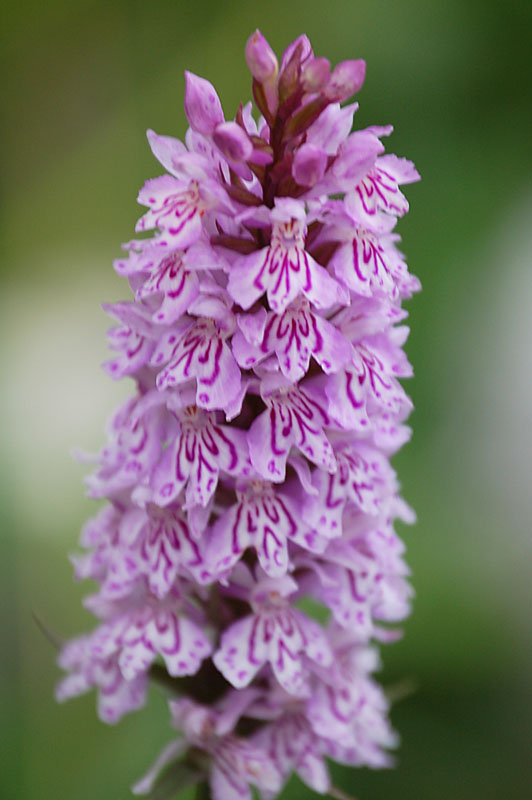 Dactylorhiza maculata?